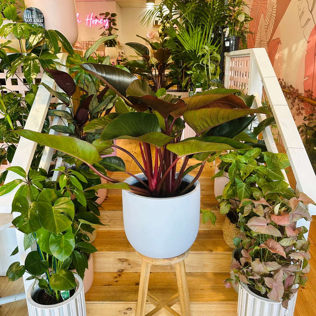Philodendron Rojo Congo - 300mm (Pot Combo Option)