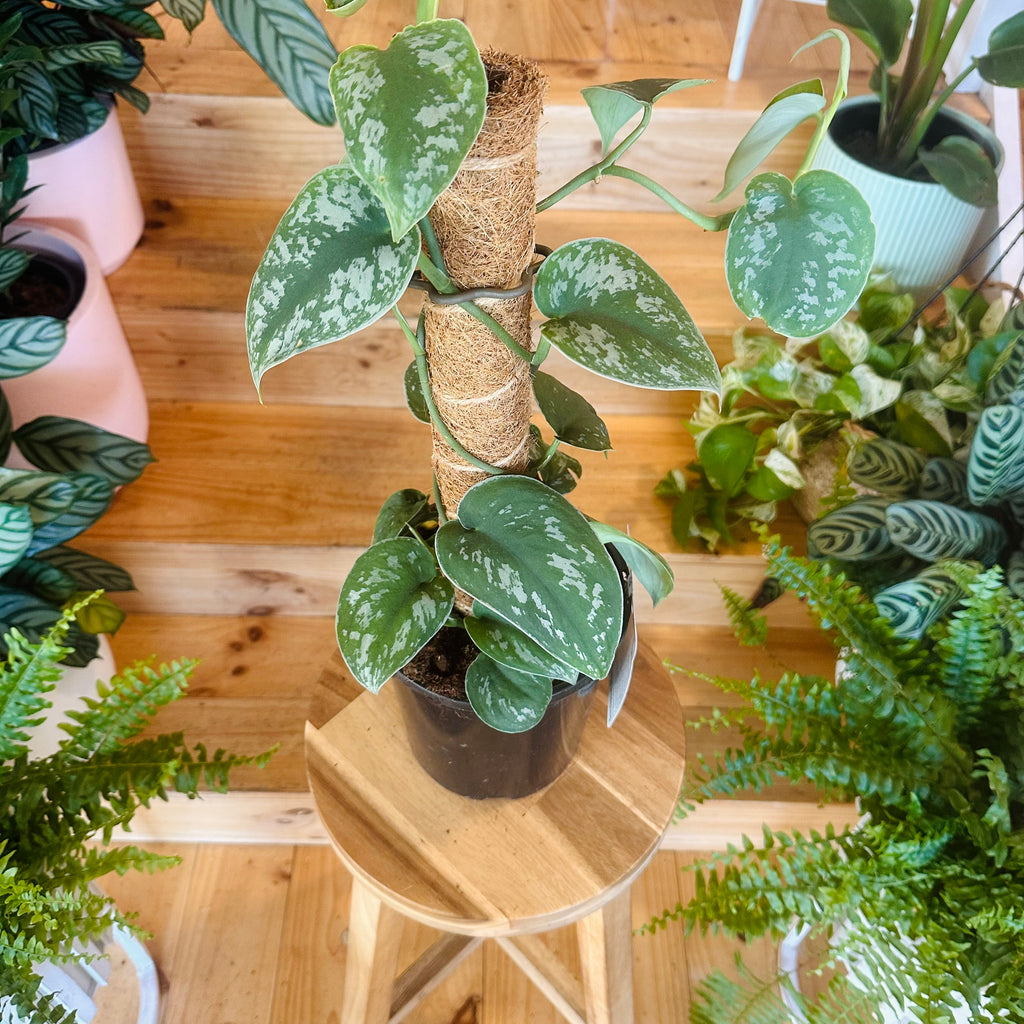Pothos ‘Silver Satin’ - 170mm