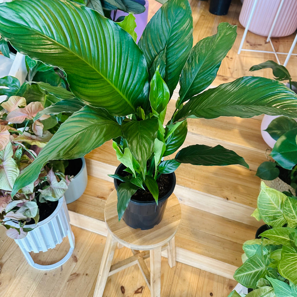 Peace Lily - 200mm (Pot Combo Option)