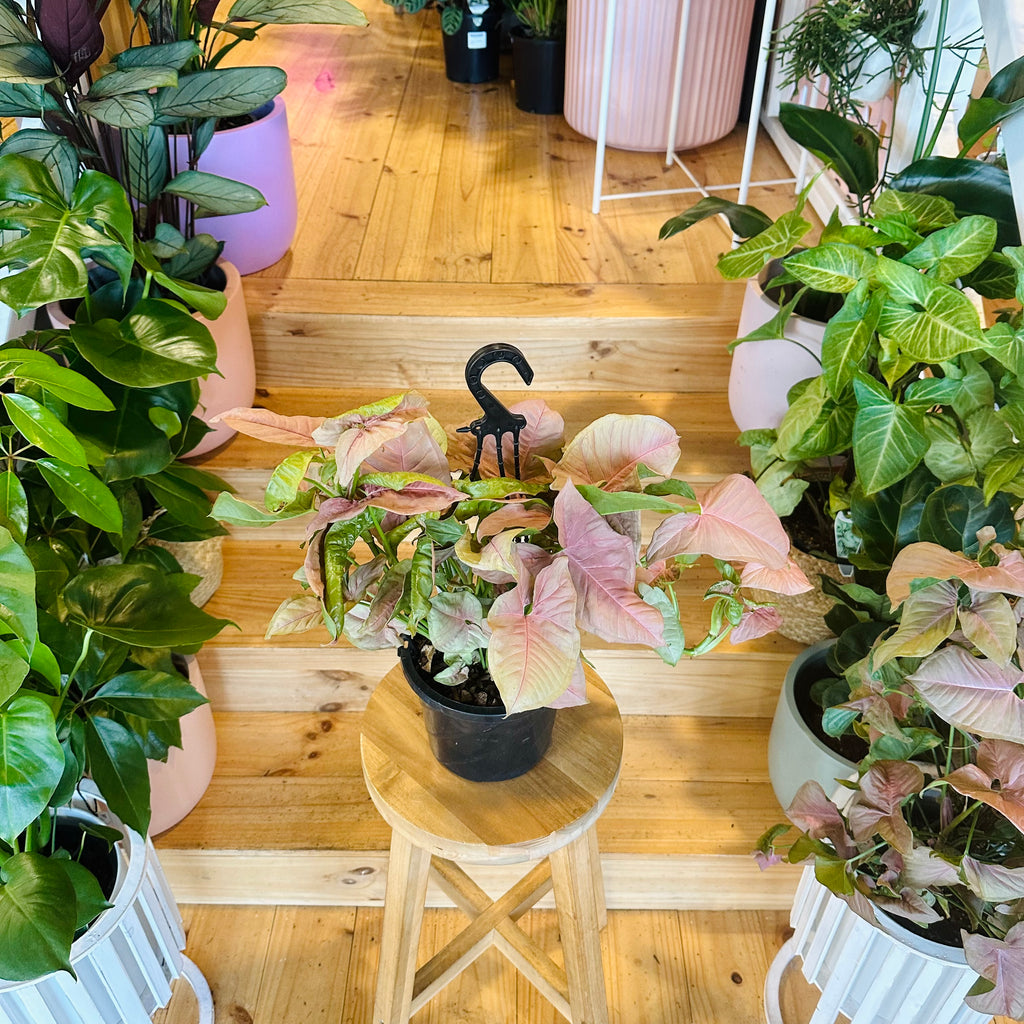 Syngonium Neon (Hanging Basket) - 175mm