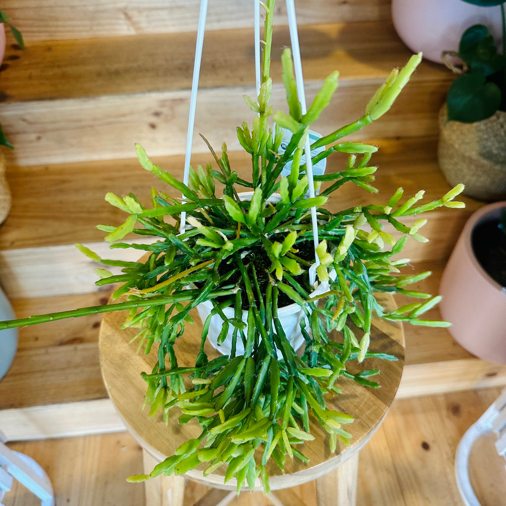 Cactus (Hanging Baskets) - 130mm