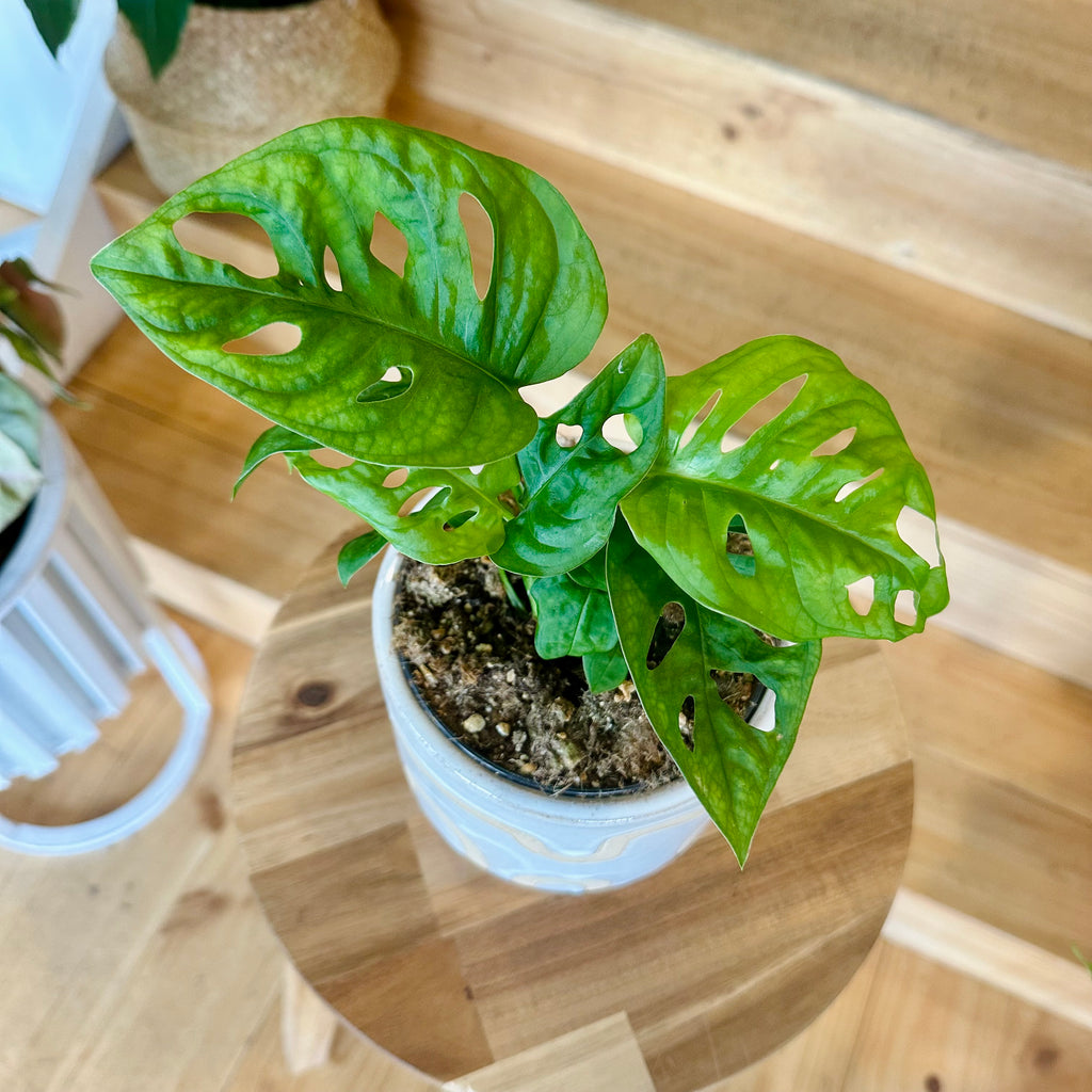 Monstera Adansonii/Swiss Cheese Plant 120mm - (Pot Combo Option)