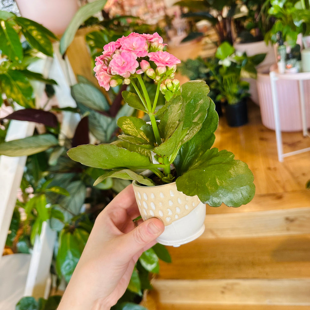 Mini Kalanchoe Plant & Pot Combo