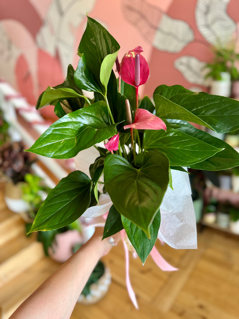 Deep Pink Anthurium 140mm Gift Wrapped