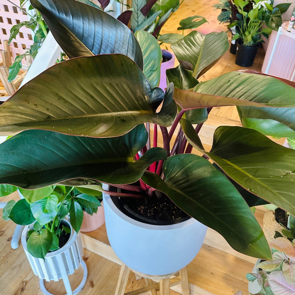 Philodendron Rojo Congo - 300mm (Pot Combo Option)