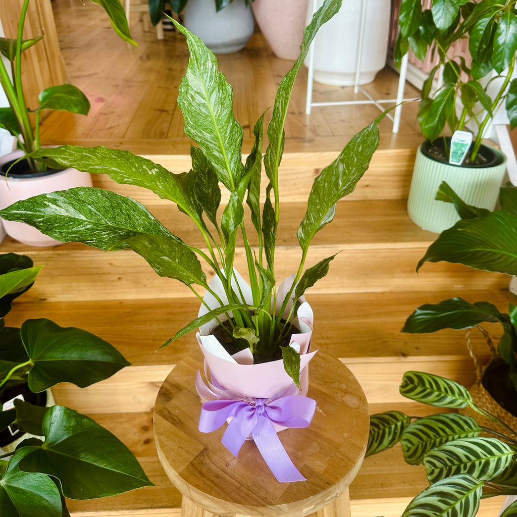 Domino Peace Lily 120mm - (Pot Combo Option)