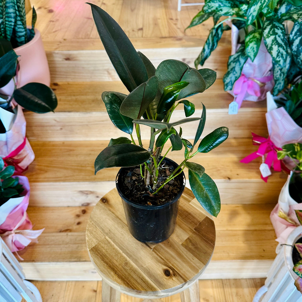 Ficus Elastica Burgundy - 140mm