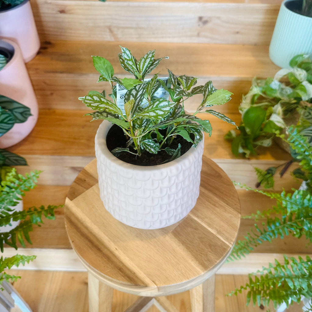 Pilea Cadieri Aluminium Plant - 130mm (Pot Combo Option)