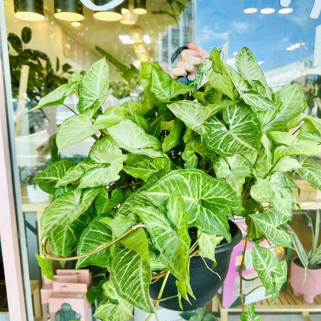 Syngonium White Butterfly - Hanging Basket