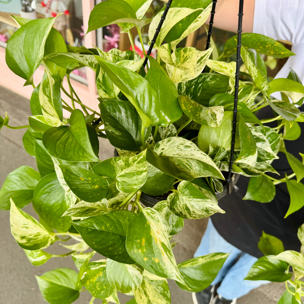 ‘Marble Queen’ Devil’s Ivy - Hanging Basket