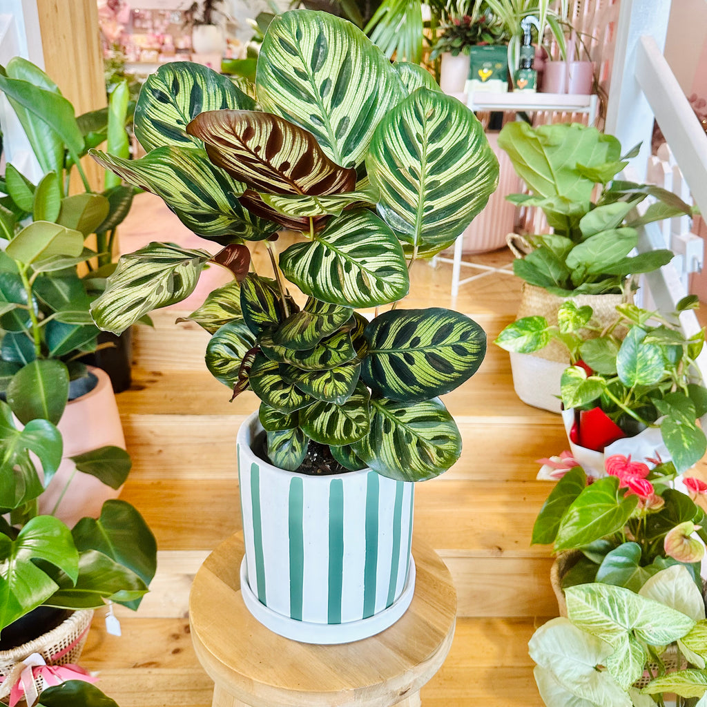 Peacock Calathea - 140mm (Pot Combo Option)