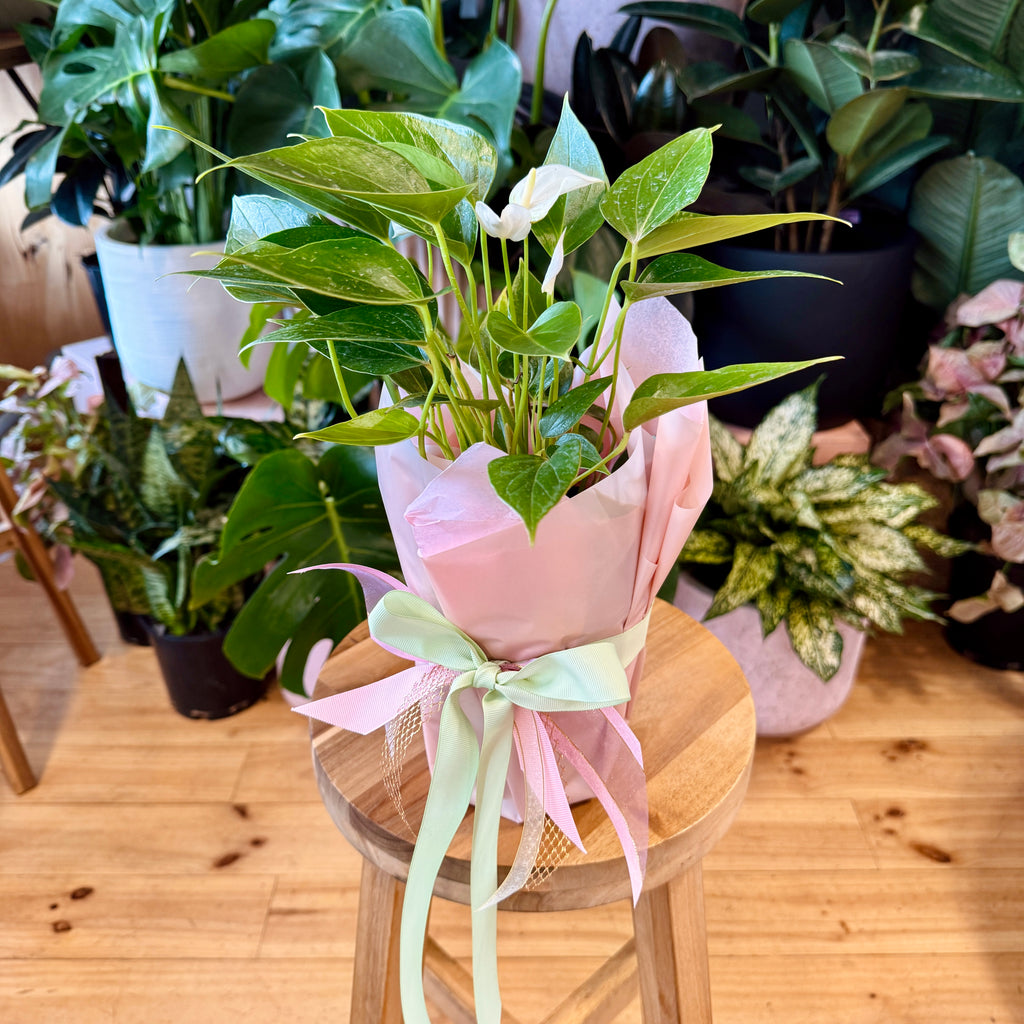 Anthurium 140mm Gift Wrapped