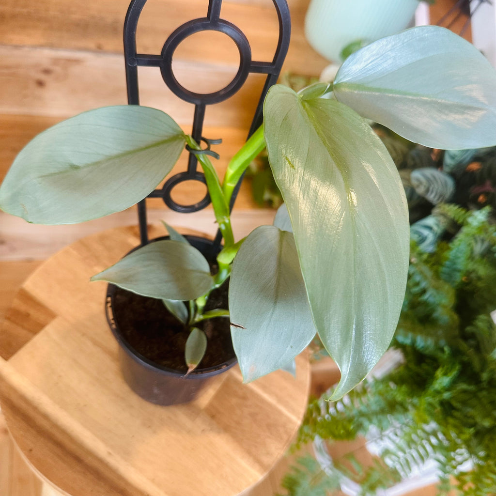 Philodendron ‘Sliver Sword’ - 130mm (Pot Combo Option)