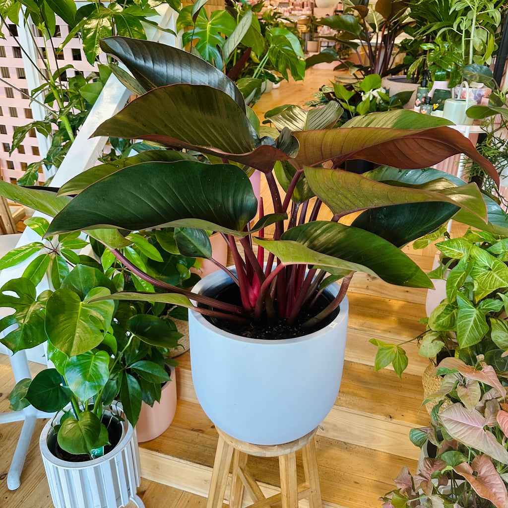 Philodendron Rojo Congo - 300mm (Pot Combo Option)