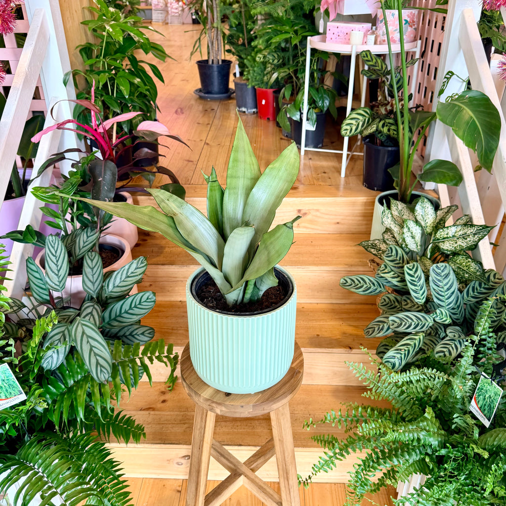 Snake Plant ‘Moonlight’ - 200mm (Pot Combo Option)