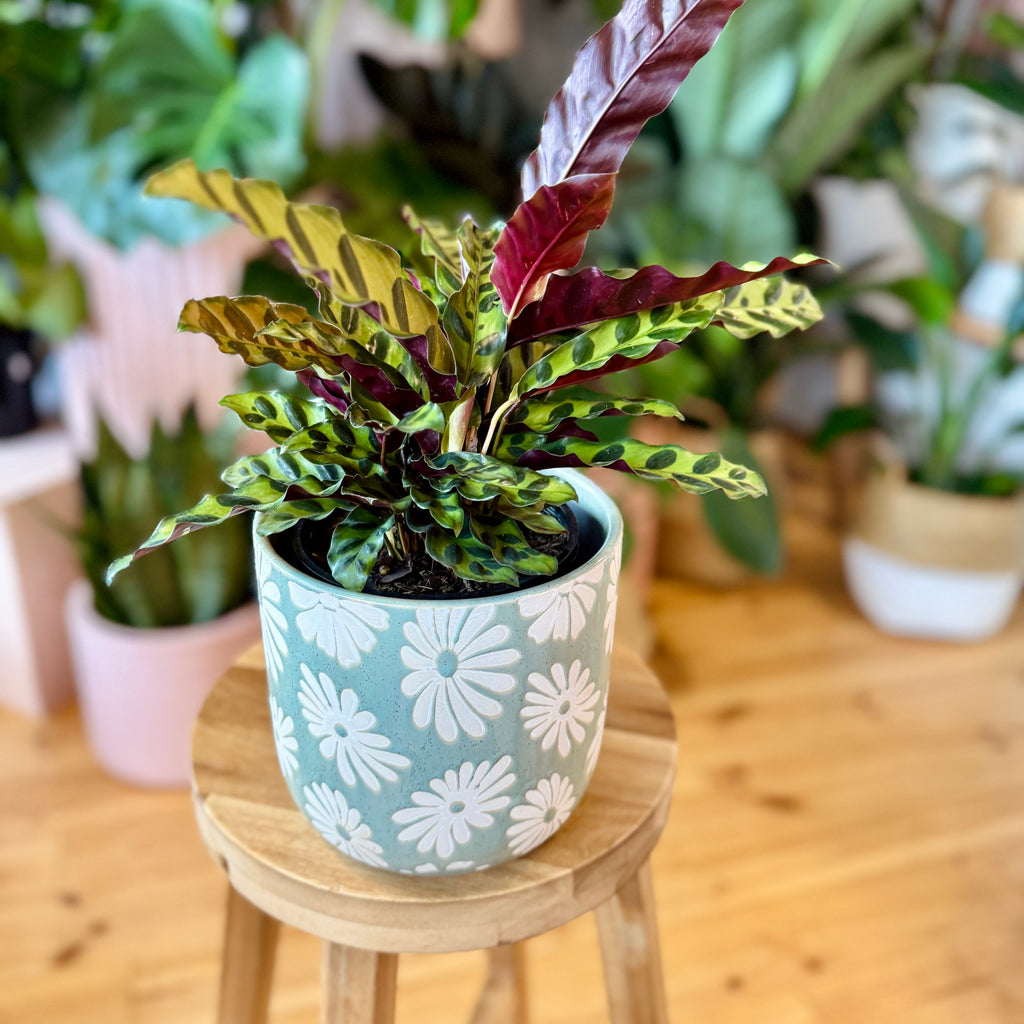 Rattlesnake Calathea 140mm