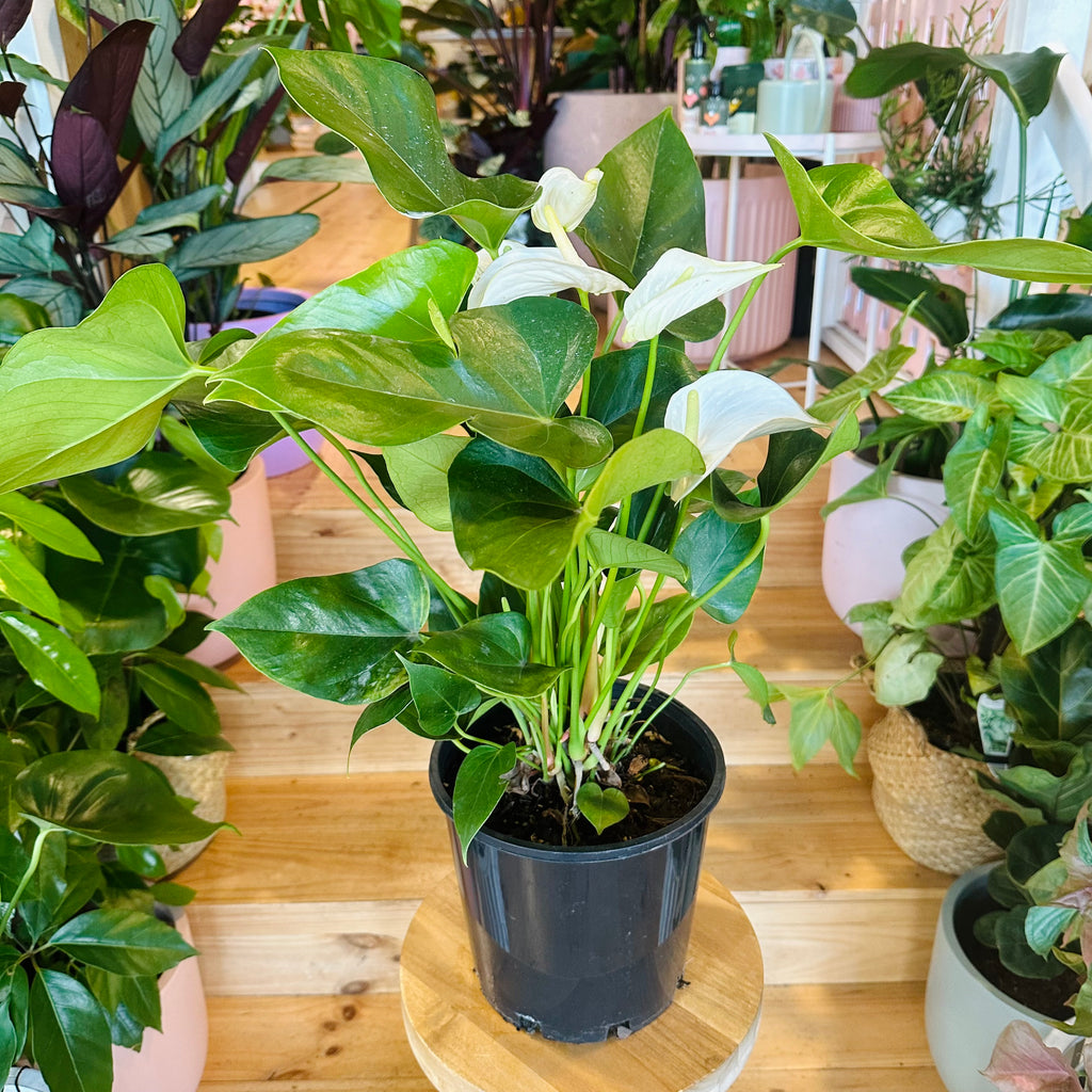 White Anthurium - 200mm (Pot Combo Option)