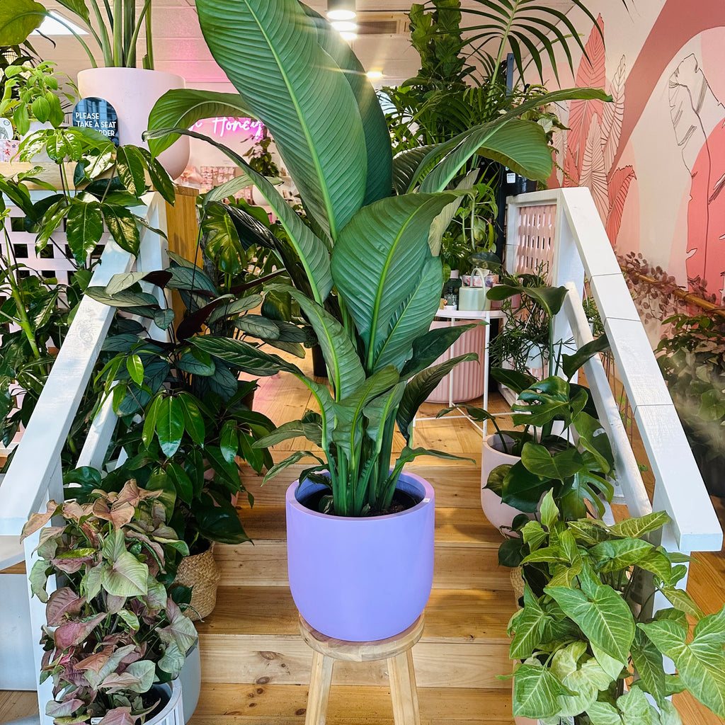 Peace Lily - 250mm (Pot Combo Option)