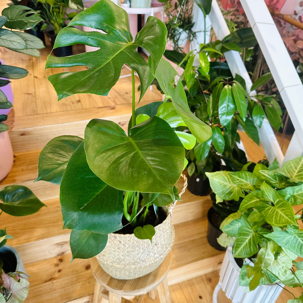 Monstera Deliciosa - 200mm (Pot Combo Option)
