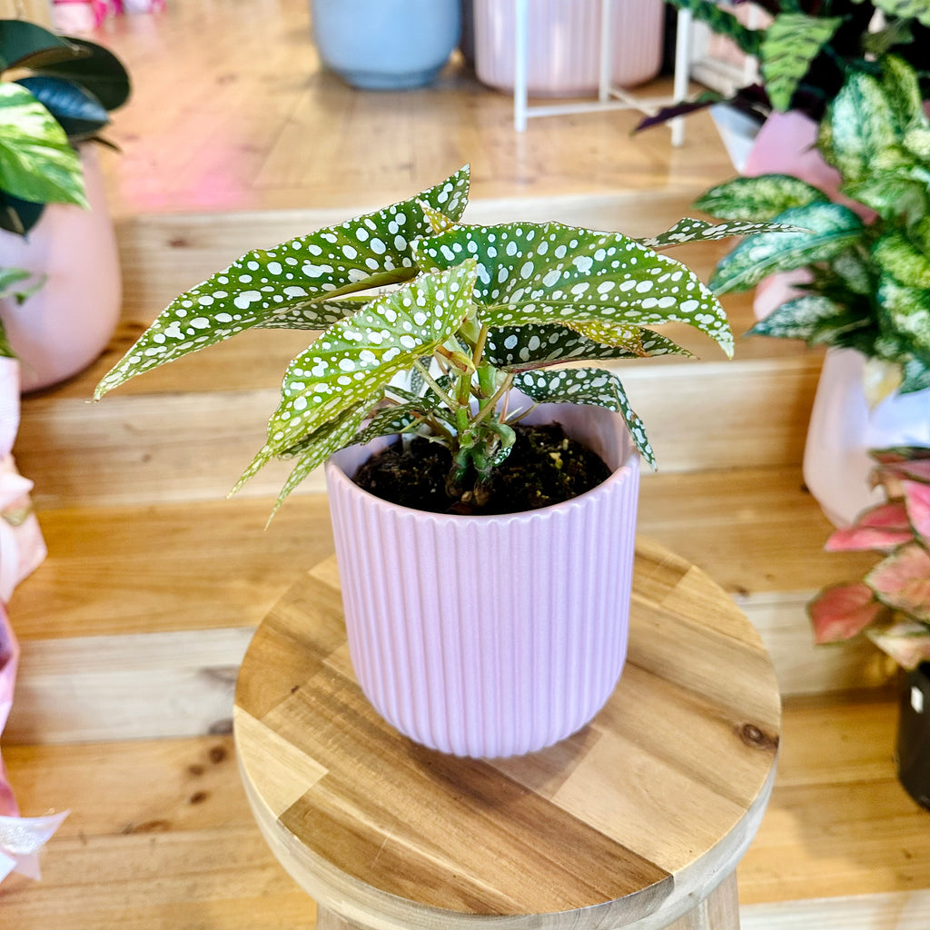 Begonia Hotspot - 120mm (Pot Combo Option)