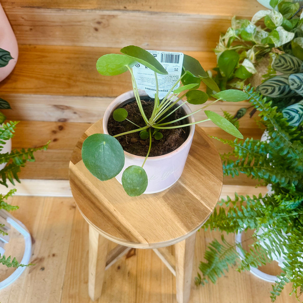 Peperomia ‘Chinese Money Plant’ - 130mm (Pot Combo Option)