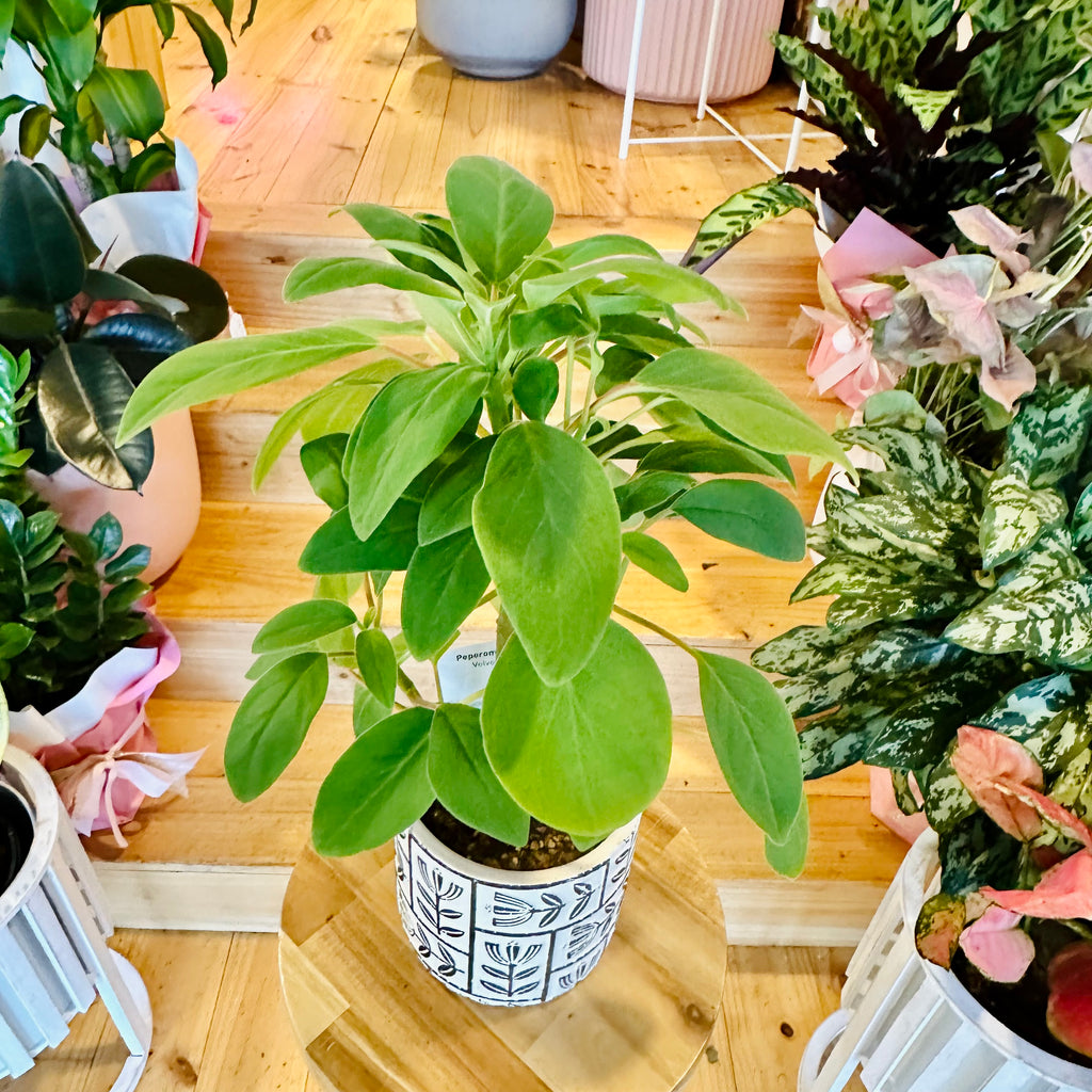 Peperomia Vestita - 120mm (Pot Combo Option)