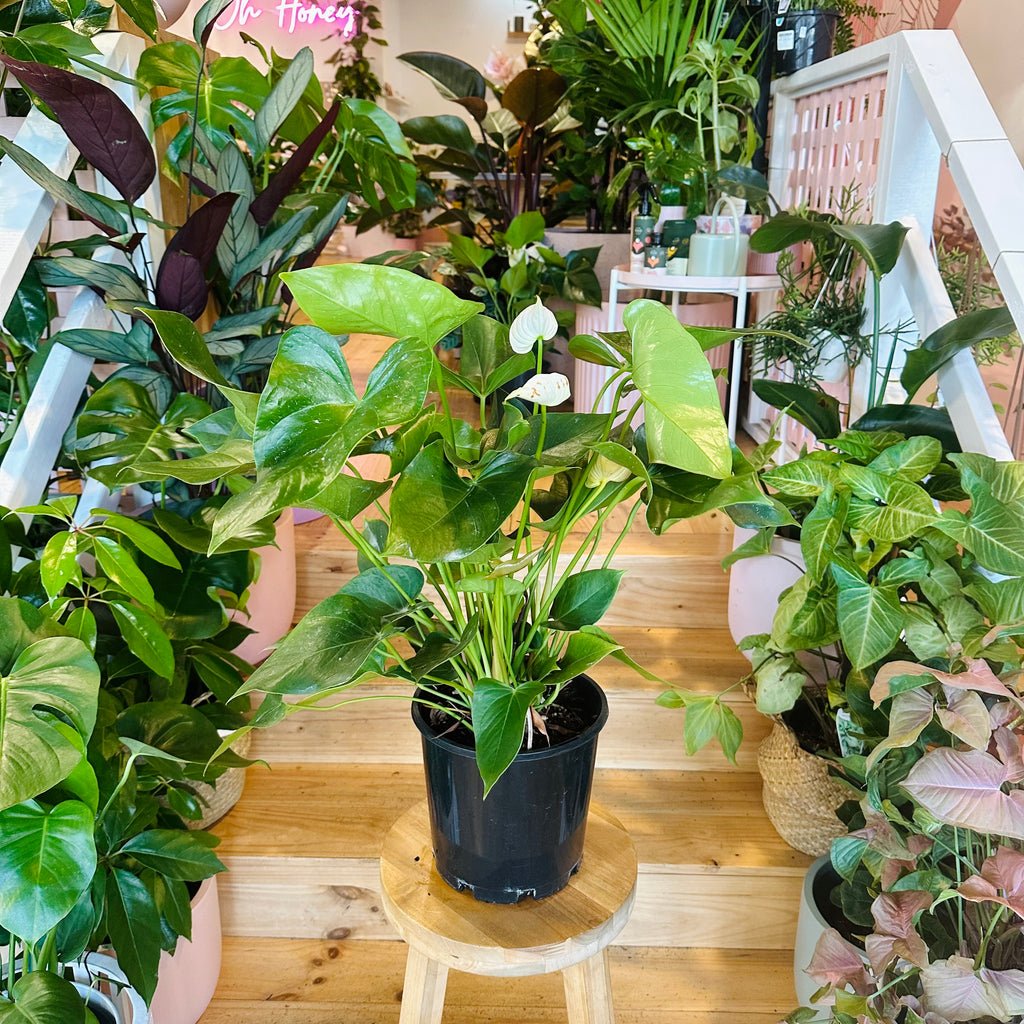 White Anthurium - 200mm (Pot Combo Option)