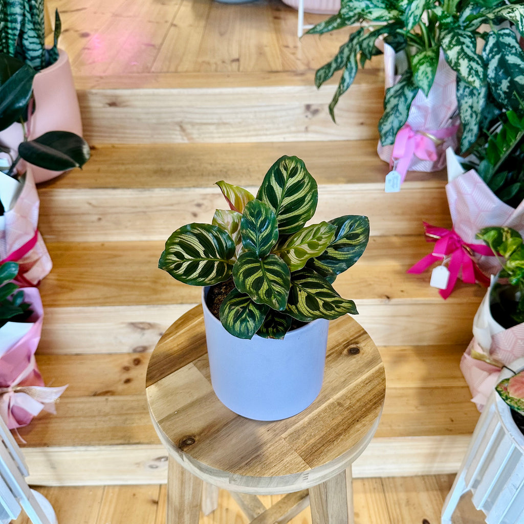 Peacock Calathea - 120mm (Pot Combo Option)