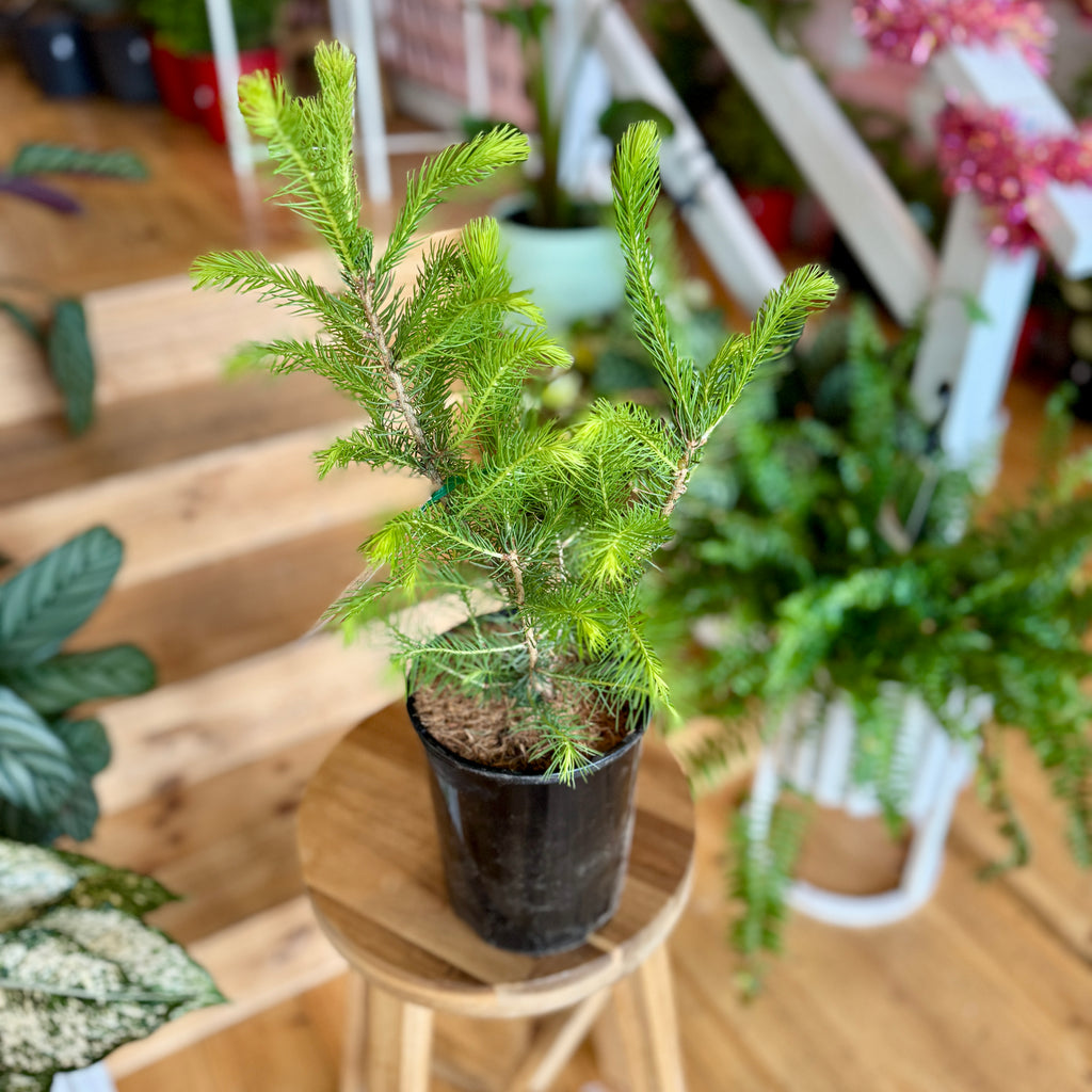 Christmas Tree - Norway Spruce