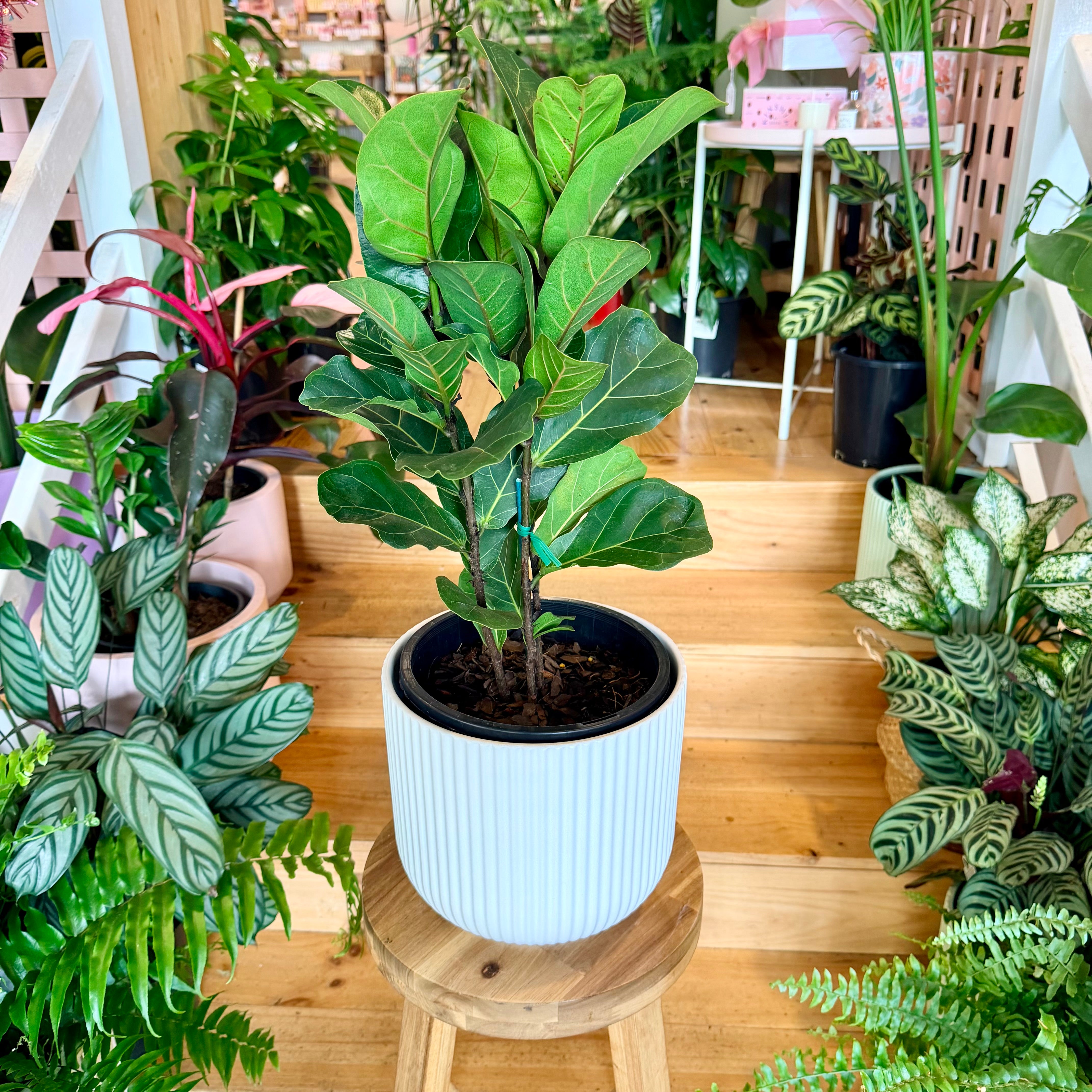 fiddle leaf fig em portugues Zanzibar Gem -Indoor Plants -Geelong -Christmas Gift Plants -Delivery