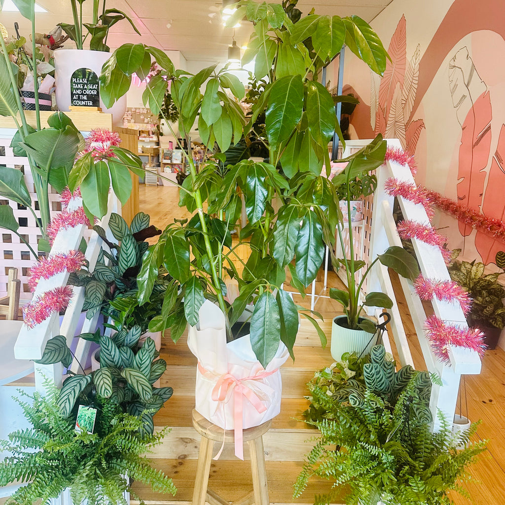 Umbrella Plant - 300mm (Pot Combo Option)