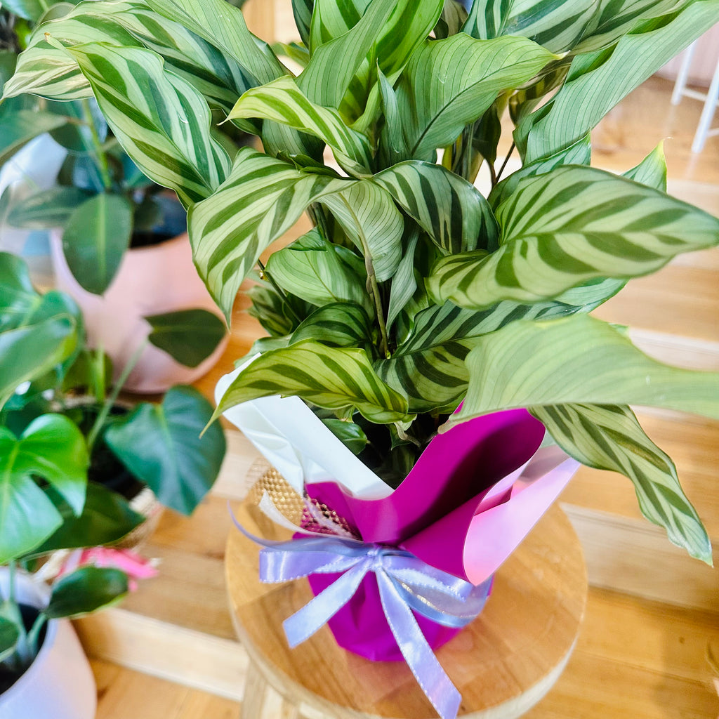 Freddy Calathea - 140mm (Pot Combo Option)