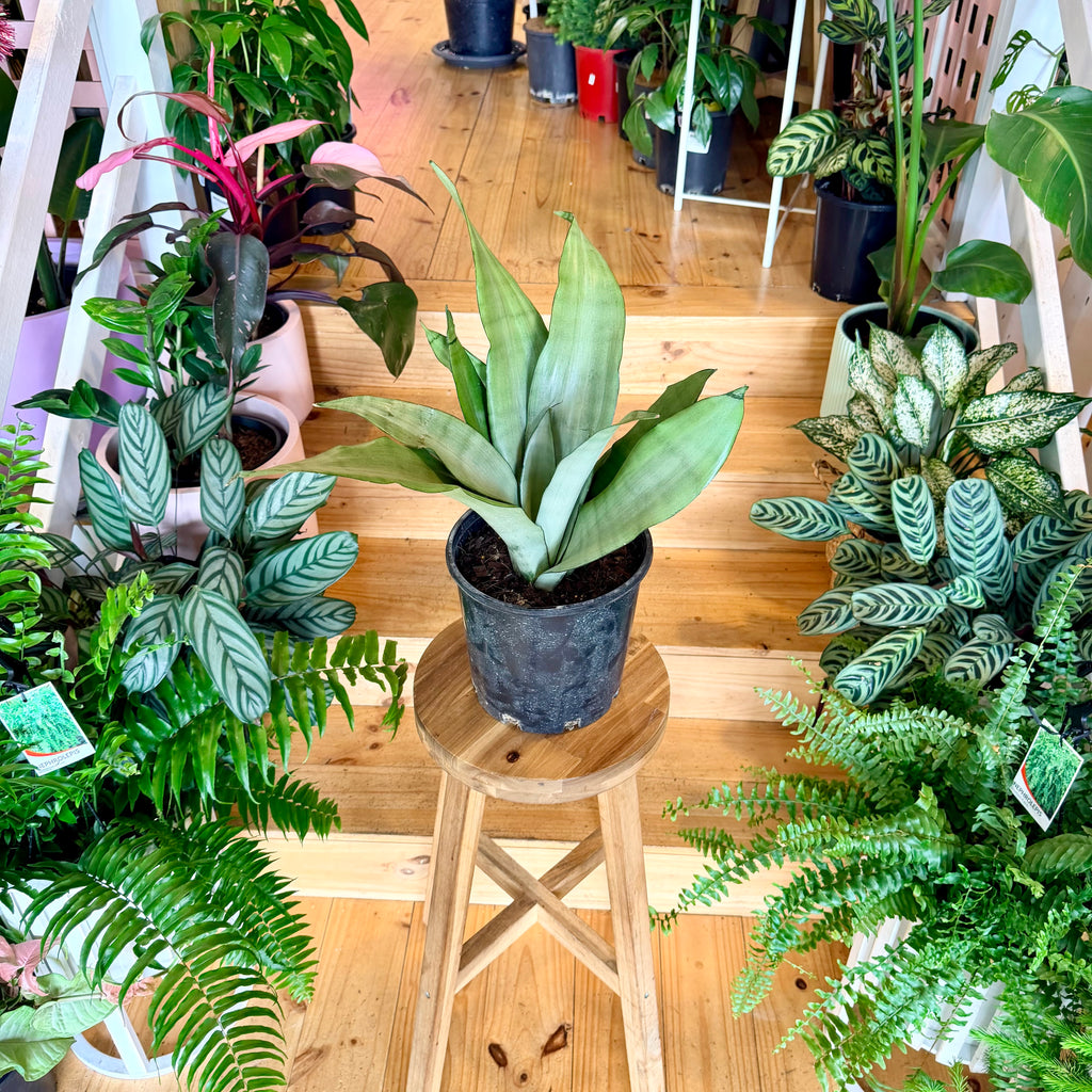 Snake Plant ‘Moonlight’ - 200mm (Pot Combo Option)