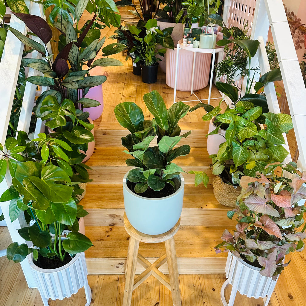 Fiddle Leaf Fig - 200mm (Pot Combo Option)