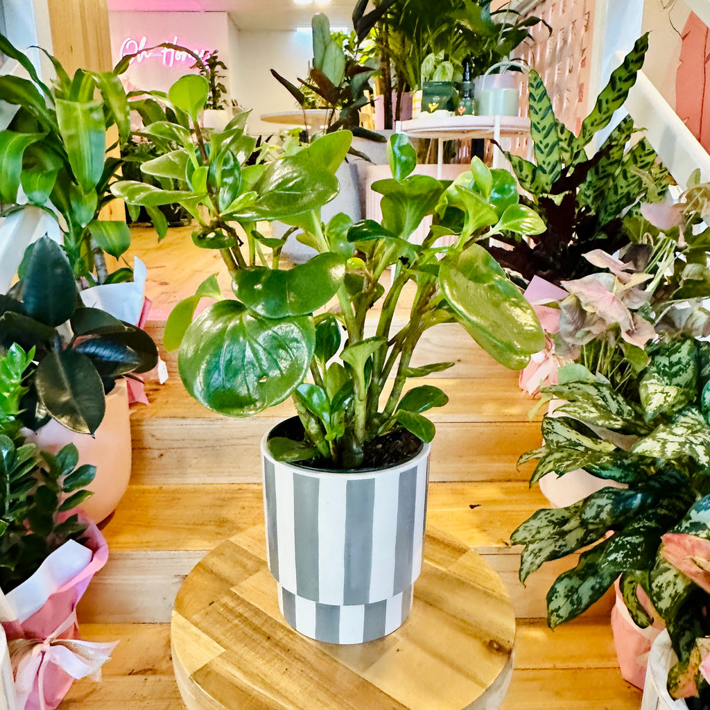 Peperomia Red Canyon - 120mm (Pot Combo Option)