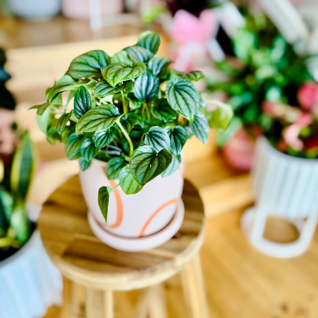 Peperomia Moonlight 120mm