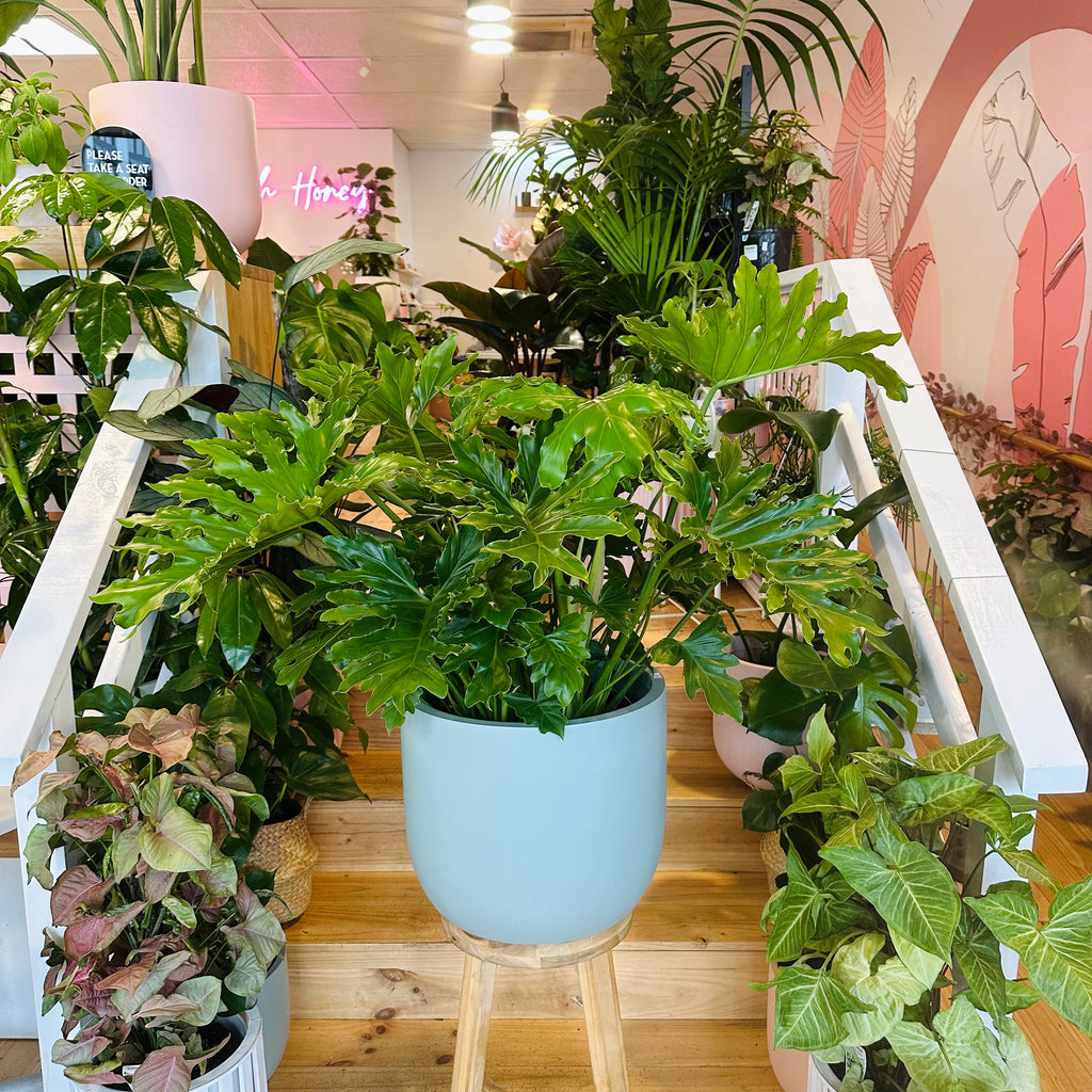 Philodendron Shangri-La - 300mm (Pot Combo Option)