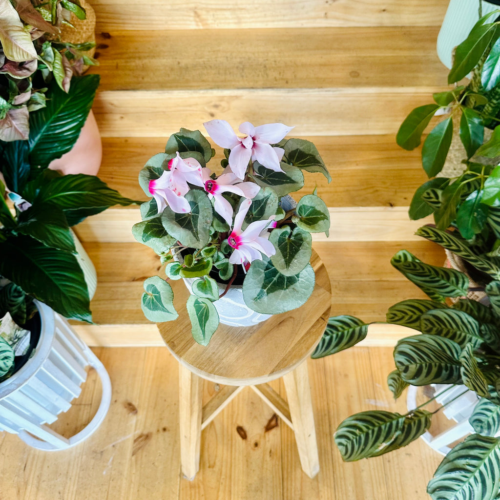 Cyclamen - 140mm (Pot Combo Option)
