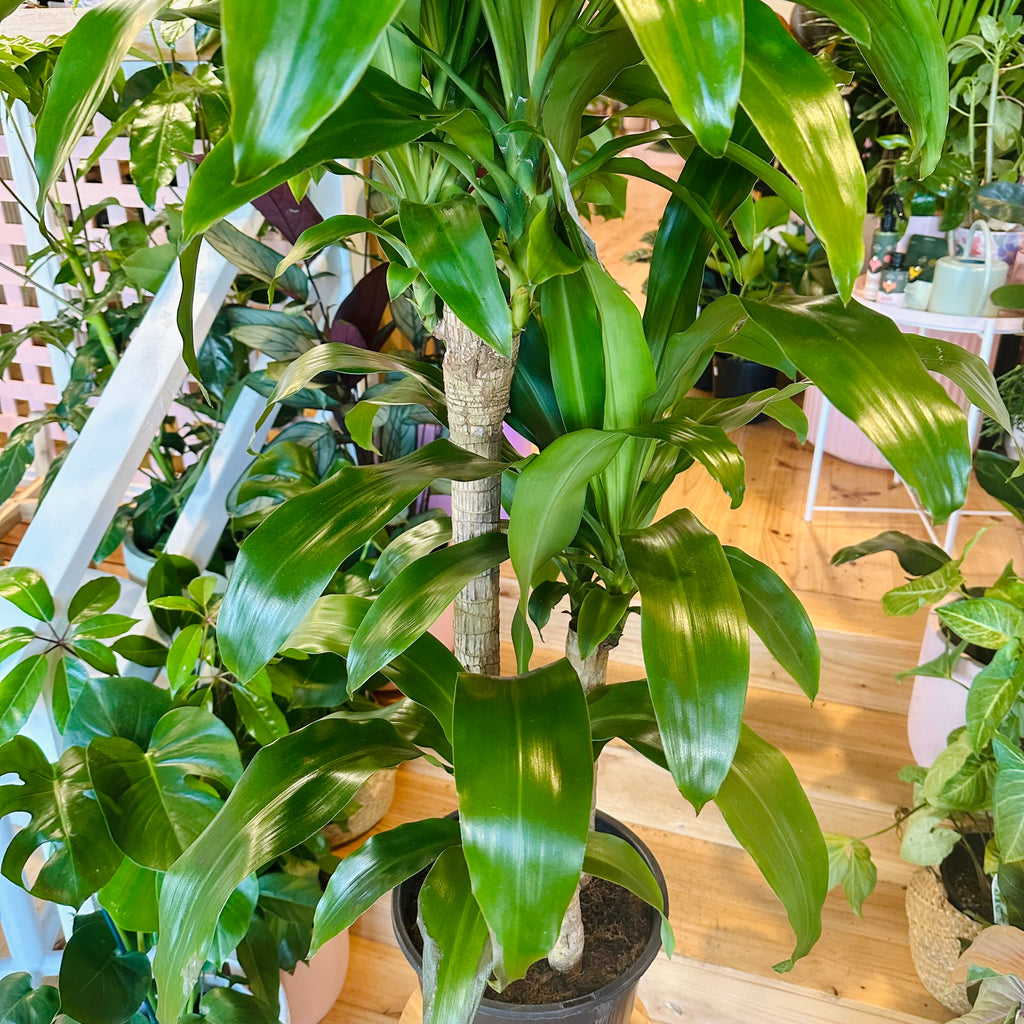 Happy Plant - 250mm