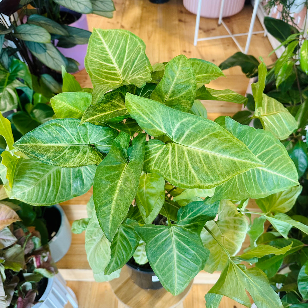 Syngonium White Butterfly - 200mm (Pot Combo Option)
