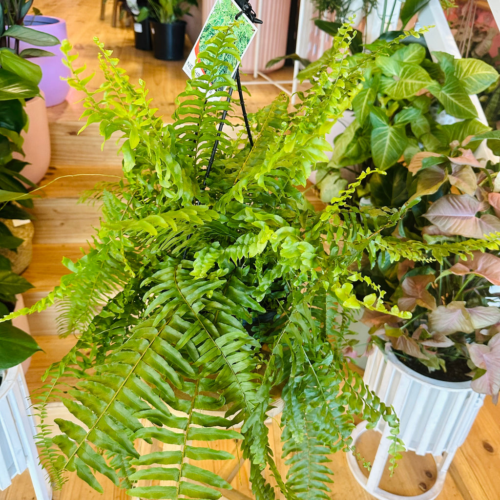 Bostern Fern - Hanging Basket