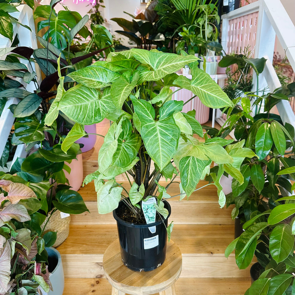 Syngonium White Butterfly - 200mm (Pot Combo Option)