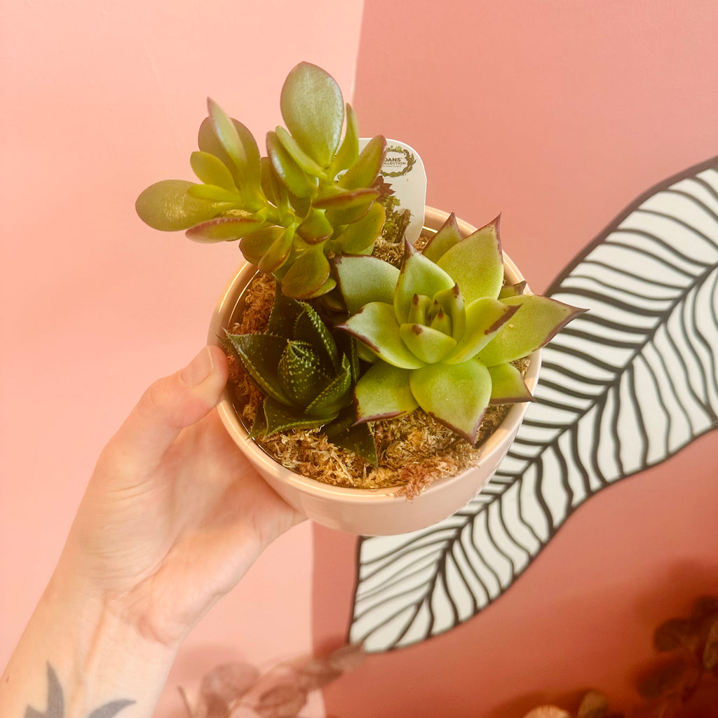 Succulent bowl