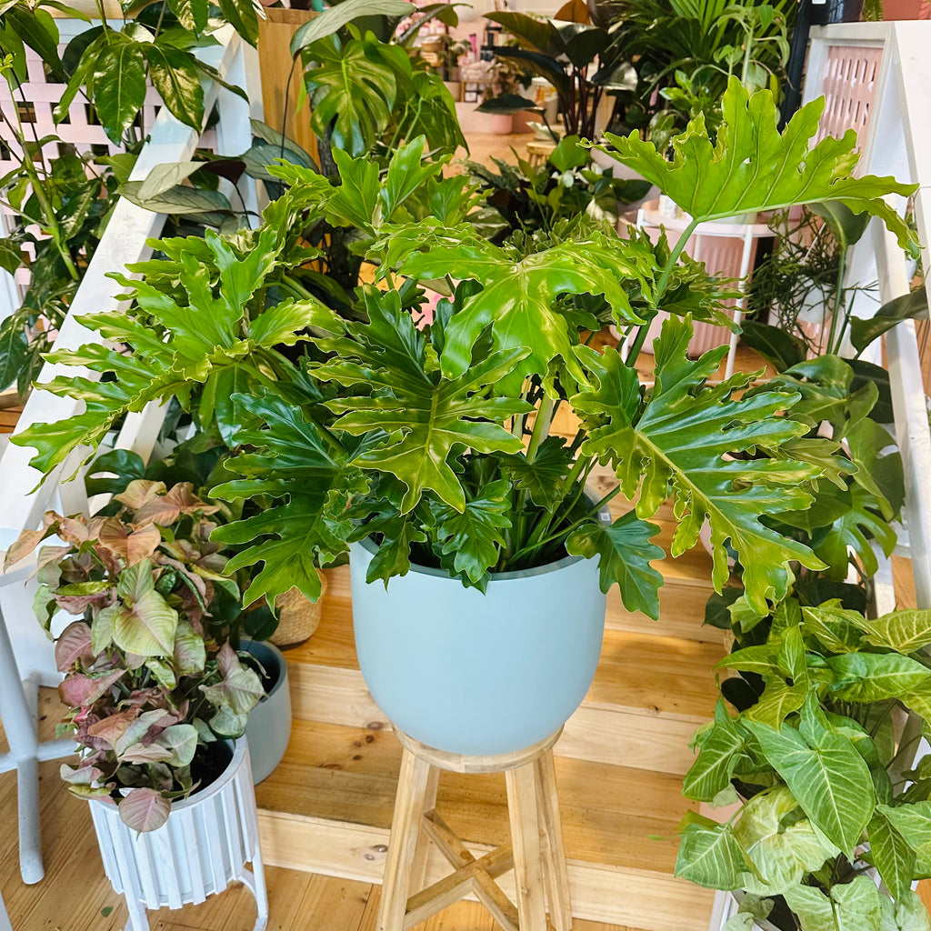 Philodendron Shangri-La - 300mm (Pot Combo Option)