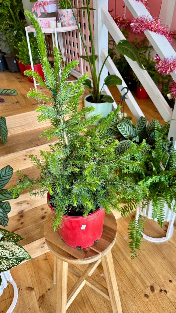 Christmas Tree - Norway Spruce