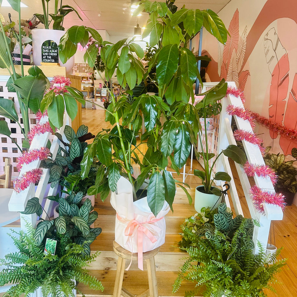 Umbrella Plant - 300mm (Pot Combo Option)