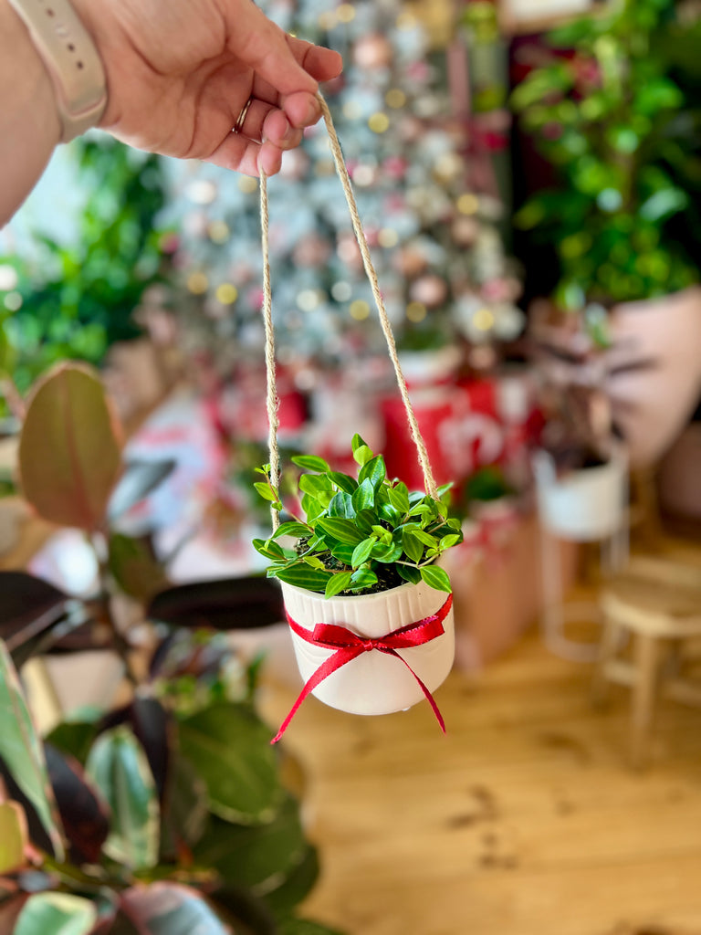 Peperomia Rocco + Hanging Pot Combo 95mm