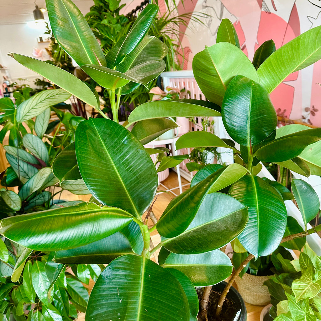 Ficus Elastica Rubber Tree (Robusta) - 300mm