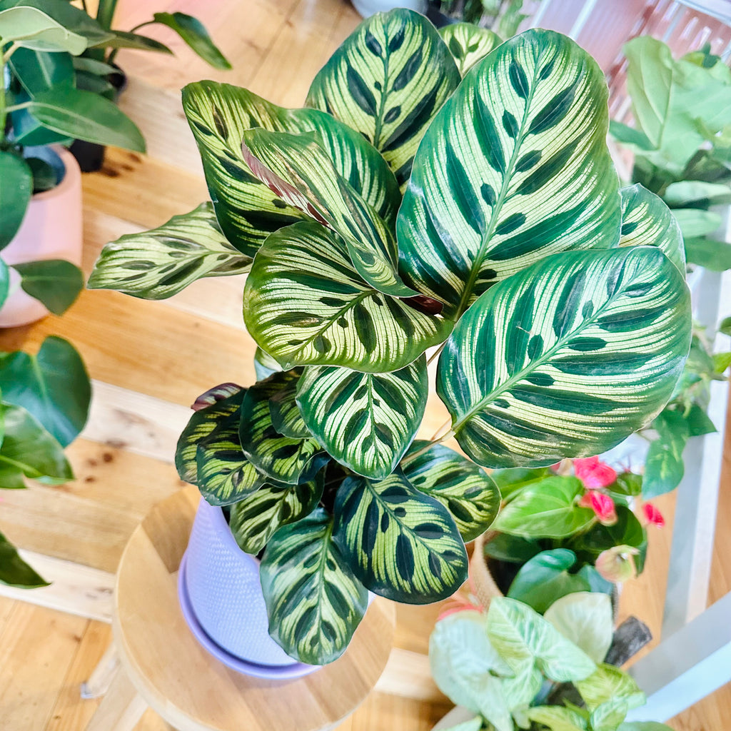 Peacock Calathea - 140mm (Pot Combo Option)