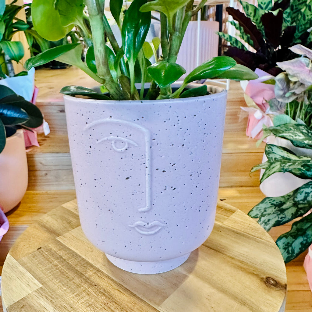 Peperomia Red Canyon - 120mm (Pot Combo Option)